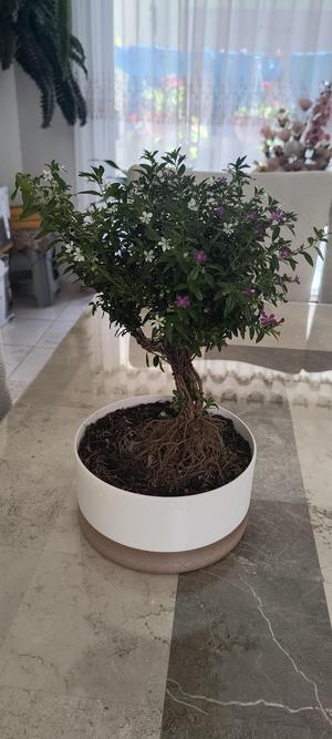 Bonsai Pot