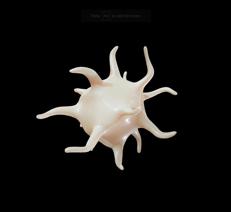 Platelet Thrombocytes