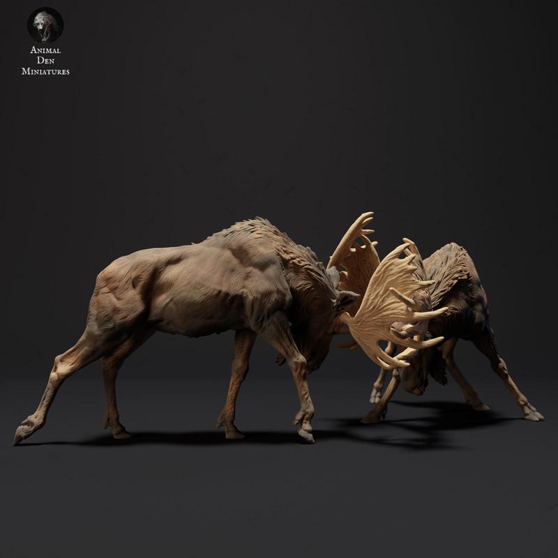 Moose Bulls Fighting