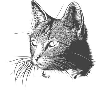 Vector cat