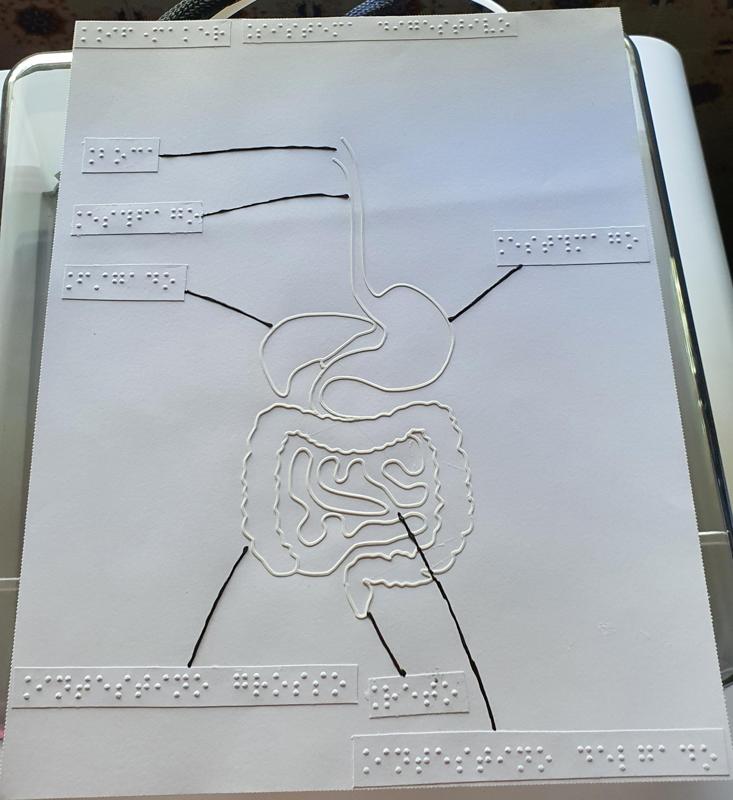 Tactile image: digestive system