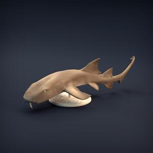 Nurse Shark