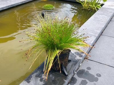 Pond Plant Base
