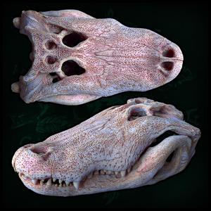 Alligator Skull (anatomically correct)