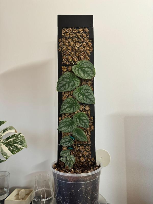 Moosstab Monstera Dubia / Plant Support / Moss Pole