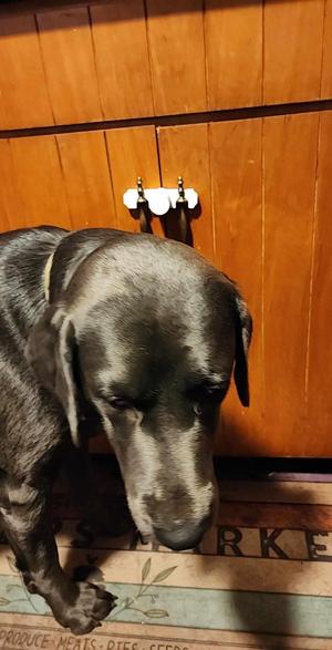 Kitchen Cabinet door lock. EZ