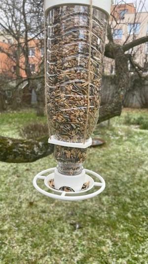 Bird feeder