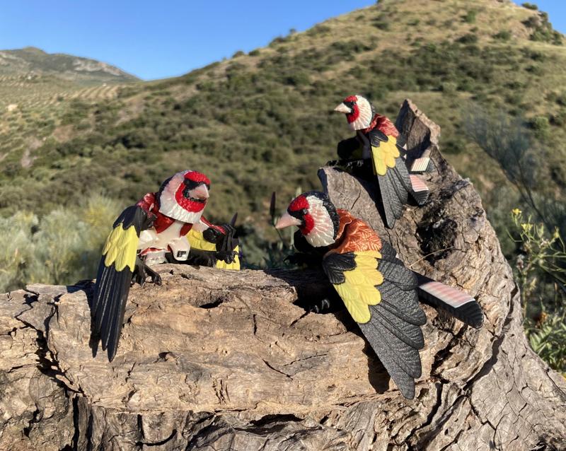 Goldfinch (Carduelis carduelis)