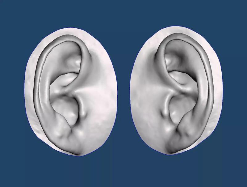 Natural human ear anatomy 05