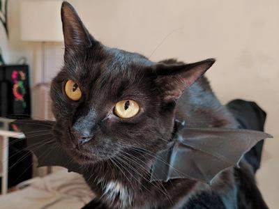 Cat bat wings