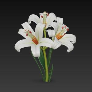 Lily