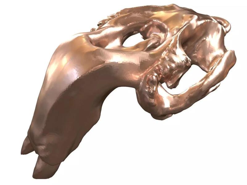 Cranium Charm Dugong Bronze