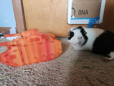Pig tank