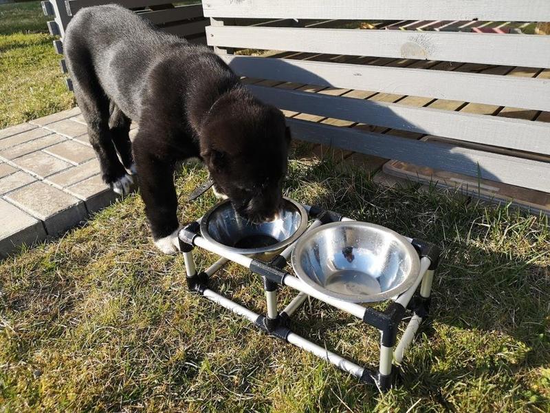 Dog bowl stand