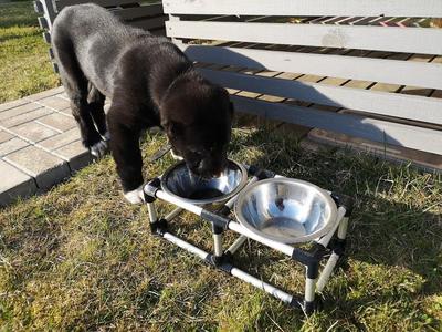 Dog bowl stand