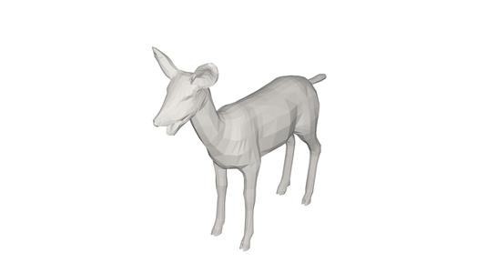 Deer  Wild animal