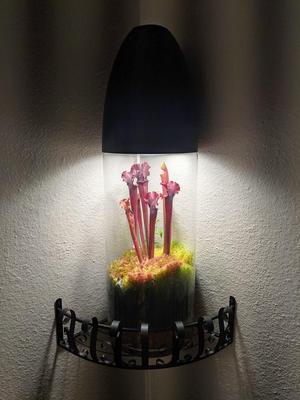 Light Housing for Terrarium Jar
