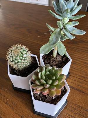 Succulent Planter Pot