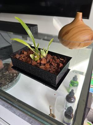 Wide orchid planter with drip tray