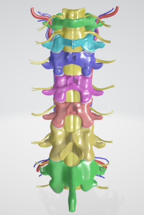 Cervical spine with vertebral arteries and veins, spinal cord, facet joints and nerve roots