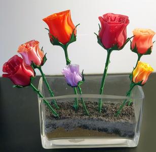 Roses - for thorny stem with nice leaves