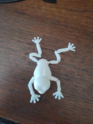Articulated frog - Rana flexi