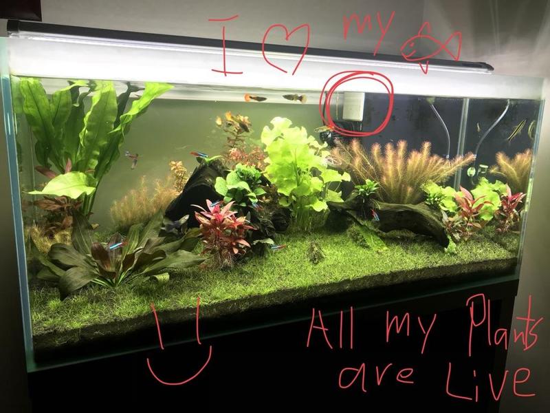 Overflow Grill for Aquarium 1mm spacing Skimmer
