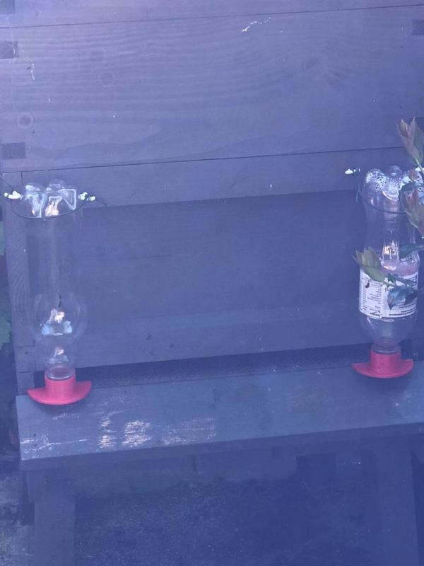 Honey Bee Bottle Feeder