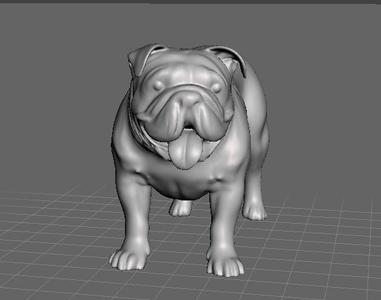 english bulldog mouth open standing