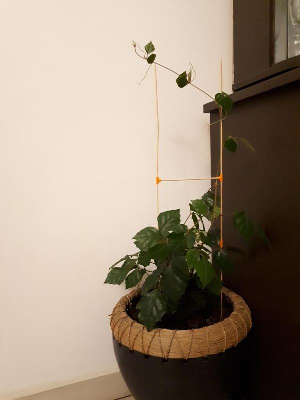 Vine climber ladder/fence 