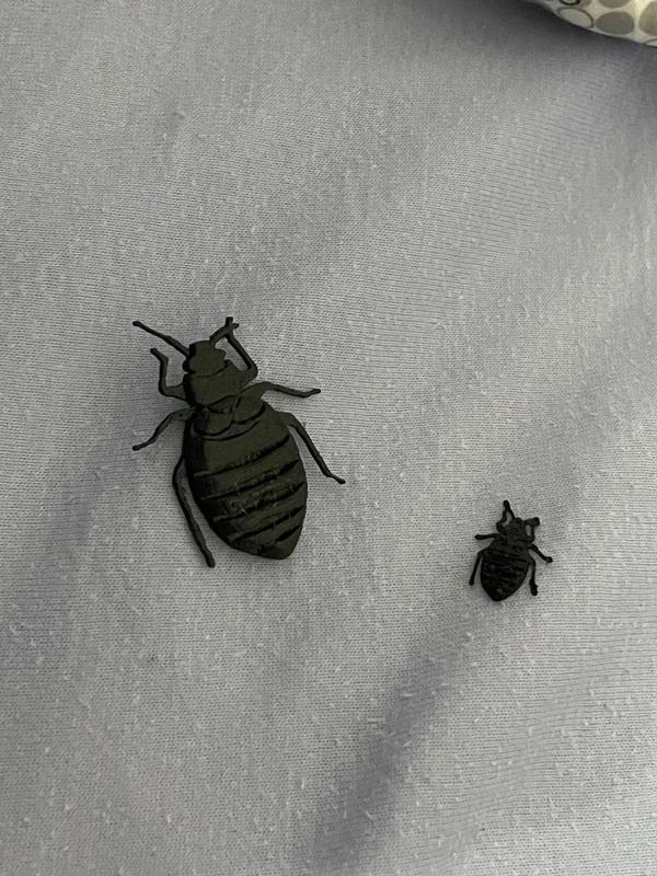 Bed bug - Punaise de lit