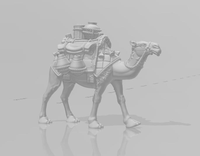 Dromedary Camel