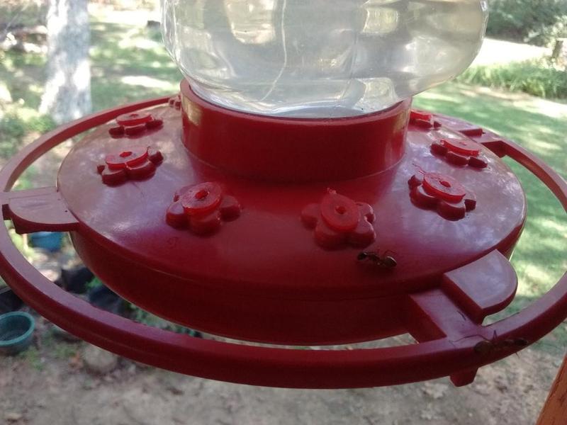FirstNature hummingbird feeder wasp/yellow jacket/bee/ant deterrent
