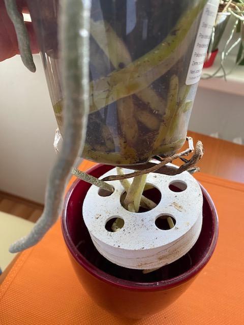 Orchidea - insert do květináče