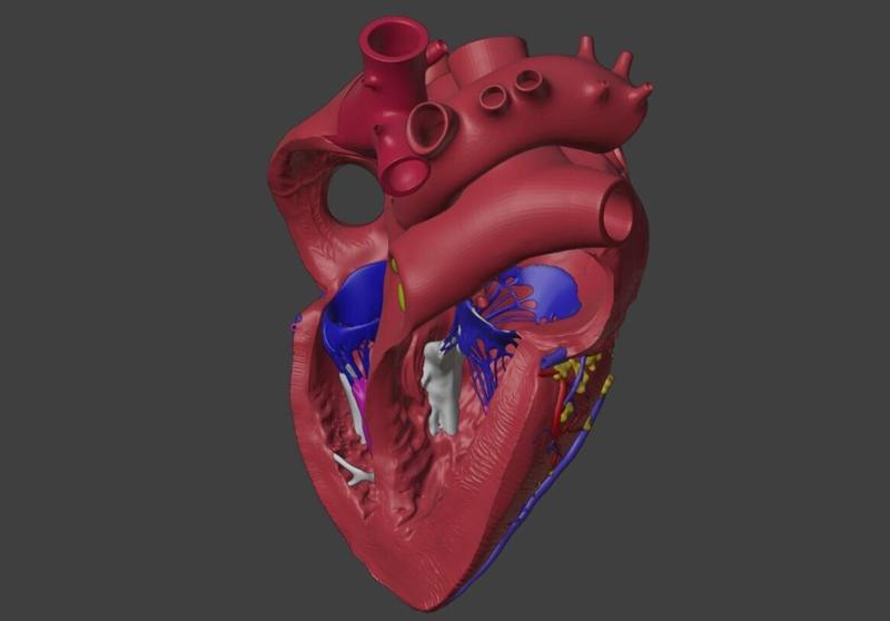 3D Model of Heart Interior Anatomy
