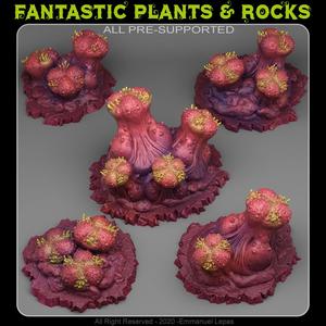 ORGANIC MUSHROOMS