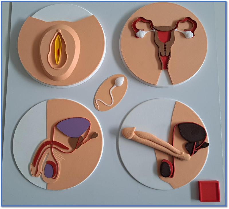 Körper Platte 5 - Druck- und Lehrdateien