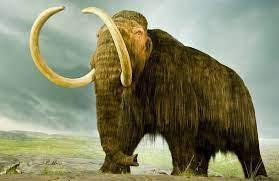 woolly mammoth