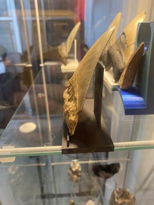 Megalodon Tooth Stand