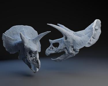 Triceratops Skull
