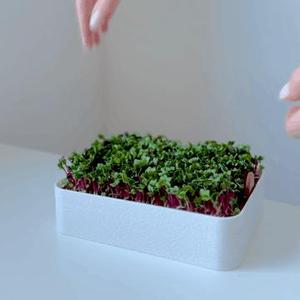 Microgreens hydroponic tray
