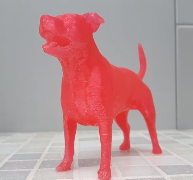 Staffordshire Bull Terrier Female