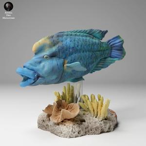Napoleon or Humphead Wrasse