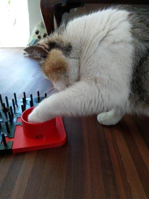 cat playing board extention and remixes