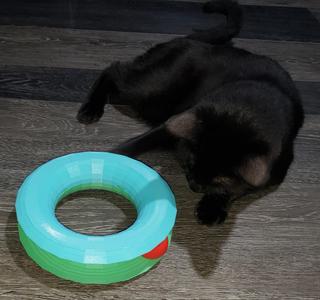 Ball-Ring Cat toy