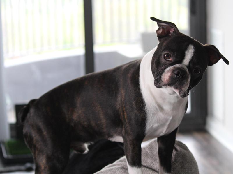 Boston Terrier