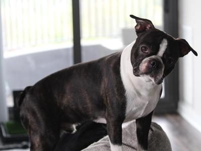 Boston Terrier