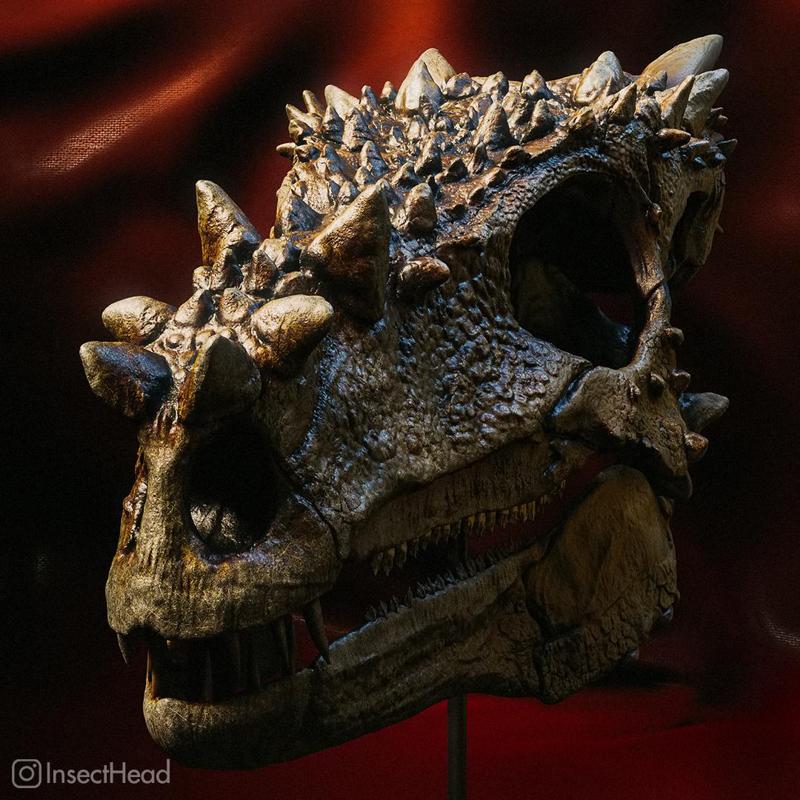 Young Pachycephalosaurus (Dracorex) skull