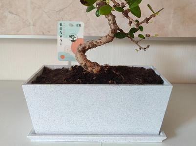 Bonsai Pot Planter with Drainage + Drip Tray