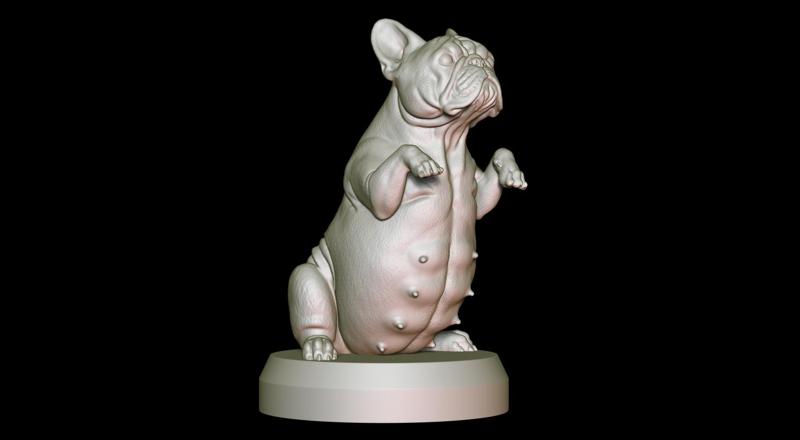 French Bulldog Pregnant